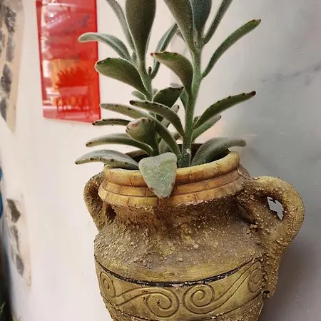 Oda ve Kahvaltı Cappotto Civico 48